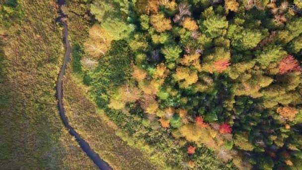 ドローンで撮影された鮮やかな黄色と赤の木々の森と小さな湖の空中トップビュー 秋の自然ビデオ背景 — ストック動画