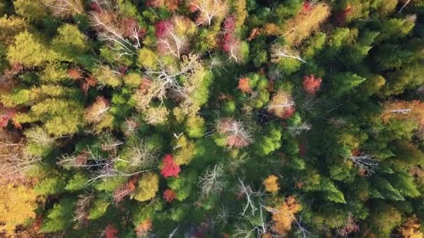 Flygfoto Över Skog Och Liten Sjö Levande Gula Och Röda — Stockvideo