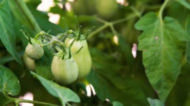 Su damlacıklarıyla kaplı yabani yeşil domatesleri kapatın.