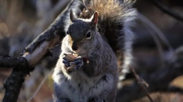 Ardilla Gris Comiendo Cacahuete — Vídeo de stock