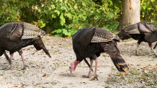 Dindes Femelles Sauvages Dans Parc — Video