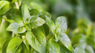 Su damlacıklarıyla kaplı taze bahçe fesleğenine yakın dur.