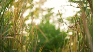 Kedikuyruğu yavaşça sallanır ve rüzgarda zıplar. Yeşil arkaplan videosu dinleniyor.