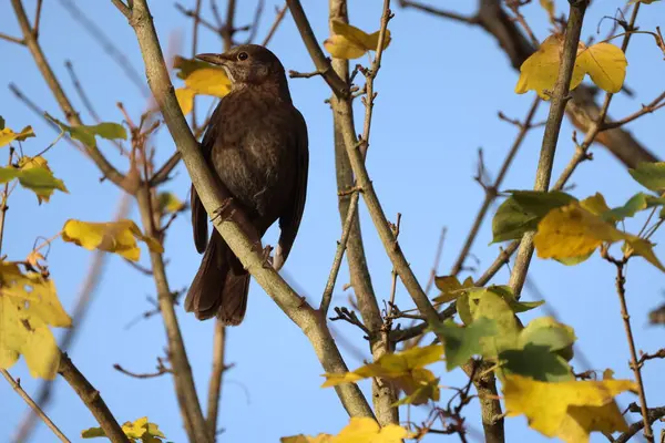 一只棕色的鸟拿着树枝 看着摄像机 — 图库照片