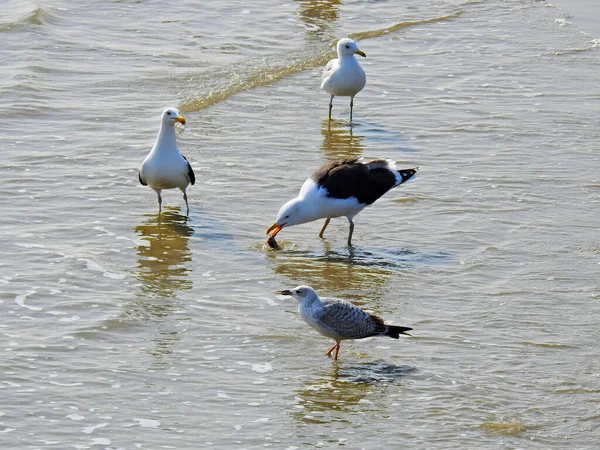 4只海鸥在海滩和水面上散步 但一只海鸥的嘴上有食物 — 图库照片