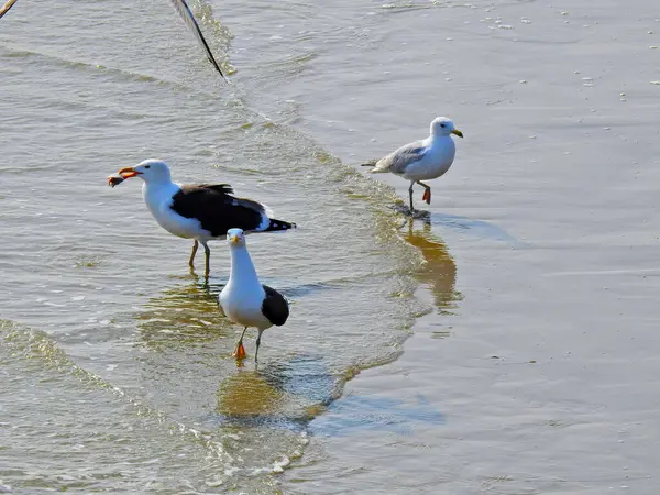 Drie Meeuwen Lopen Het Strand Het Water Maar Één Heeft — Stockfoto