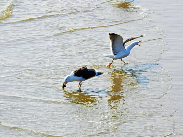 Δύο Γλάροι Στην Παραλία Ένας Απλωμένα Φτερά Και Άλλος Φαγητό — Φωτογραφία Αρχείου