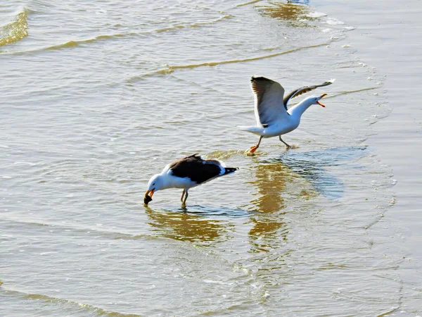 Twee Meeuwen Het Strand Ene Met Uitgestrekte Vleugels Andere Met — Stockfoto