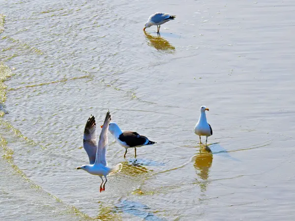 Drei Monde Spazieren Flachen Wasser Strand Und Eine Möwe Fliegt — Stockfoto