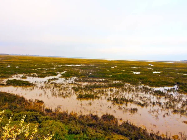 Dalgalar Alçak Bitki Örtüsüyle Sulak Arazi Manzarası — Stok fotoğraf