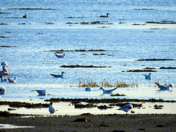 Eine Gruppe Möwen Blauen Wasser Und Ufer — Stockfoto