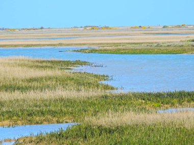 Düzensiz şekilli suyu olan yeşil açık alan