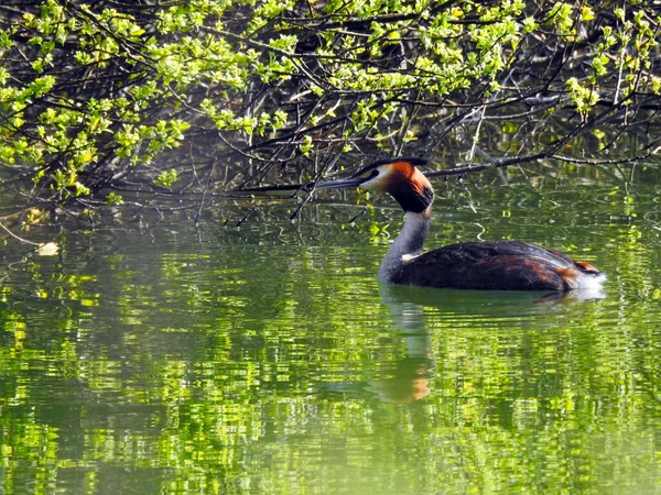 Grote Kuif Grebe Zwemt Dicht Bij Bomen Het Water — Stockfoto