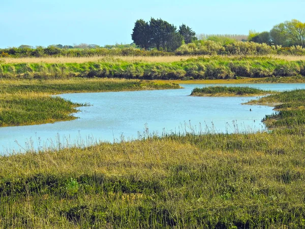 Grüner Offener Bereich Mit Unregelmäßig Geformtem Wasser — Stockfoto