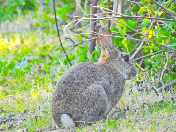 Кролик Сидить Траві Біля Кущів — стокове фото