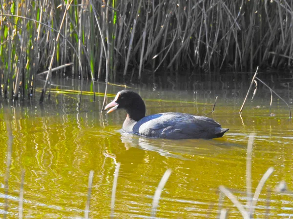 Pajarito Nadando Cerca Las Cañas — Foto de Stock