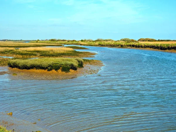 Four Birds Long Beaks Walk Shallow Water Looking Food — Stock Photo, Image