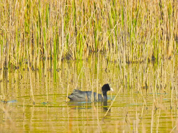 Kaz kuşu sazlıklar arasında yüzer.