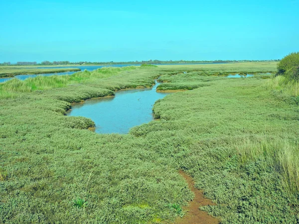 Vier Vogels Met Lange Snavels Lopen Ondiep Water Zoek Naar — Stockfoto