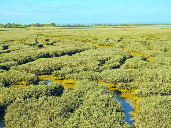 Vier Vogels Met Lange Snavels Lopen Ondiep Water Zoek Naar — Stockfoto