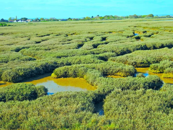 Vier Vogels Met Lange Snavels Lopen Ondiep Water Zoek Naar — Stockfoto