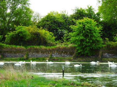 Suda bir grup beyaz kuğu.