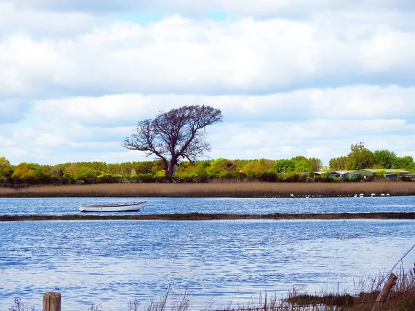 Una Vista Del Agua Bahía Barco Blanco Distancia Gran Árbol — Foto de Stock