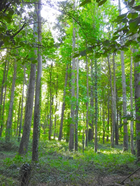 Närbild Den Svävande Höga Skogen — Stockfoto