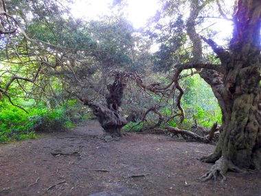 Çok eski bir porsuk ağacı.