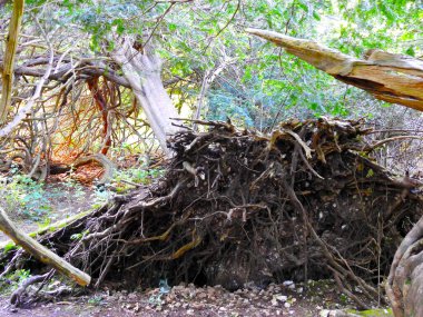 Görünür kökleri olan devrilmiş bir ağaç.
