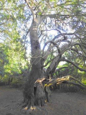 Dalları bükülmüş bir ağaç.