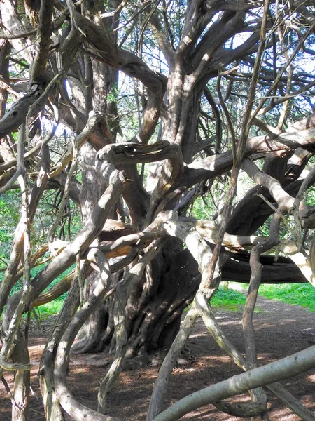 一棵很老的紫杉树 — 图库照片