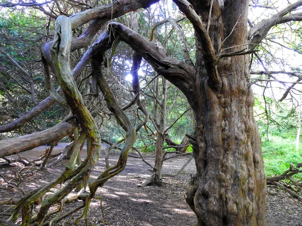 Çok eski bir porsuk ağacı.
