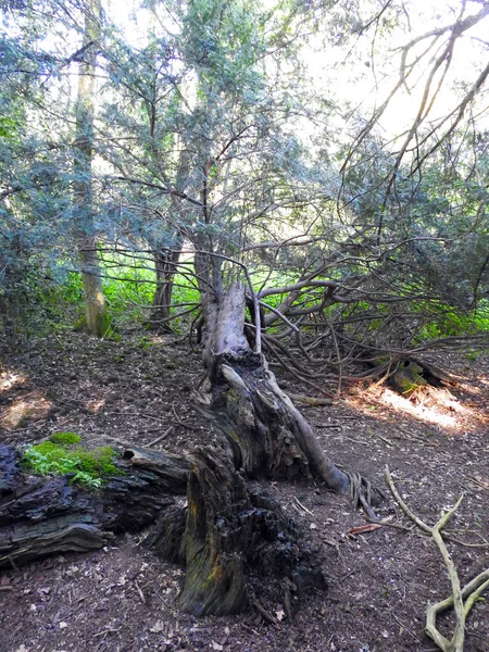 倒木と古い幹 — ストック写真