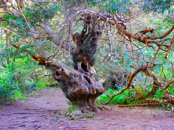 Very Old Yew Tree — Stock Photo, Image