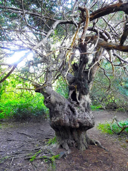 Very Old Yew Tree — Stock Photo, Image