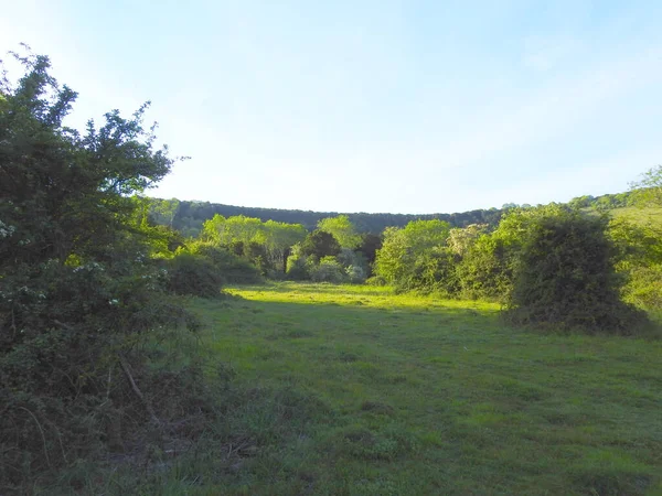 Une Clairière Herbeuse Avec Des Arbres Près Forêt — Photo