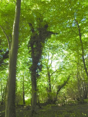 Güneşli yaprak döken ormanın içeriden görünüşü