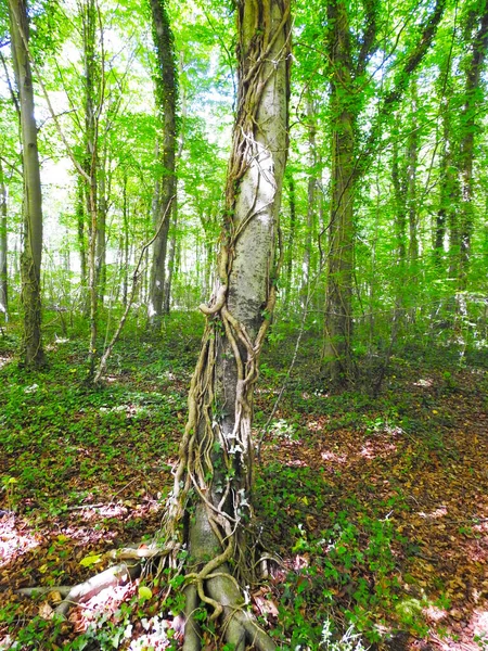 Vista Della Soleggiata Foresta Decidua Dall Interno — Foto Stock