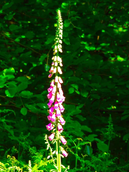 Långa Skog Blommor Stjälkar Typ Klockor Lila Rosa Färg — Stockfoto