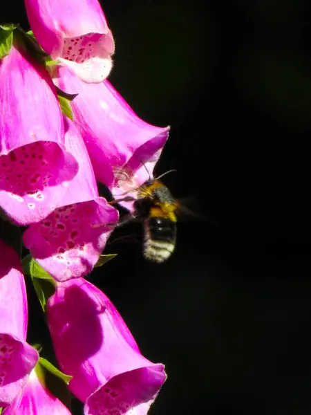 暗い背景に飛んで昆虫と茎に鐘のような野生のピンクの花 — ストック写真