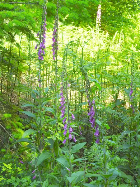 Köklerdeki uzun orman çiçekleri mor-pembe renkli çanlar.