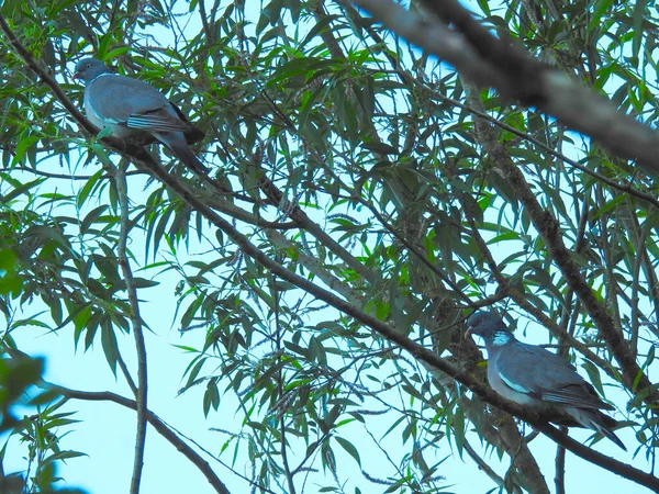 Deux Pigeons Assis Sur Une Branche — Photo