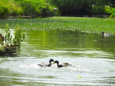 Ördekler güneşli bir günde gölet suyunda birbirleriyle savaşırlar.
