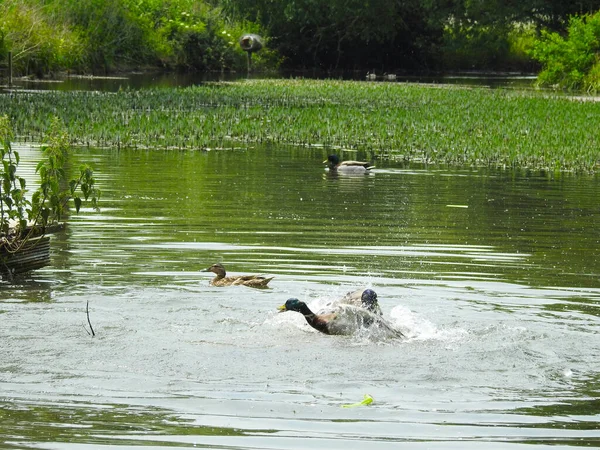 Einem Sonnigen Tag Bekämpfen Sich Die Enten Teichwasser — Stockfoto