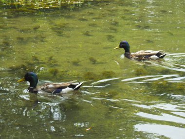 İki ördek göletin yeşil sularında yüzüyor.