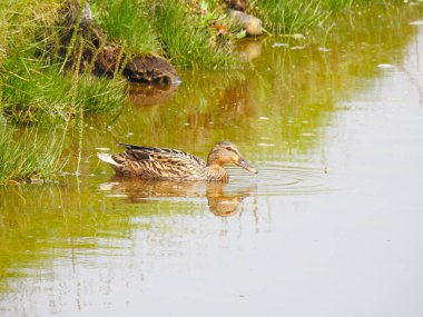 Güneşli bir günde nehirde bir ördek, yakın görüş.