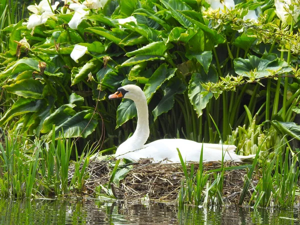 Der Mutterschwan Sitzt Seinem Nest Neben Den Großen Weißen Blüten — Stockfoto