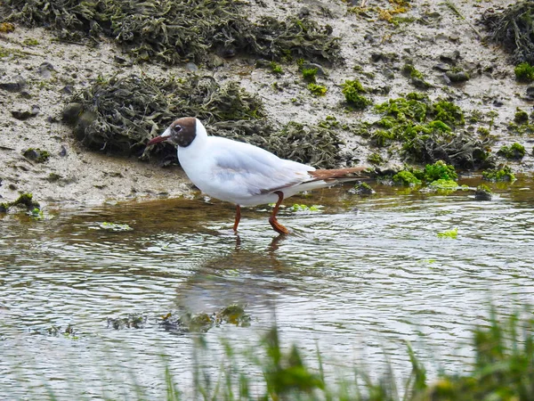 Gaivota Caminha Águas Rasas Procura Comida Perto Costa Algas — Fotografia de Stock