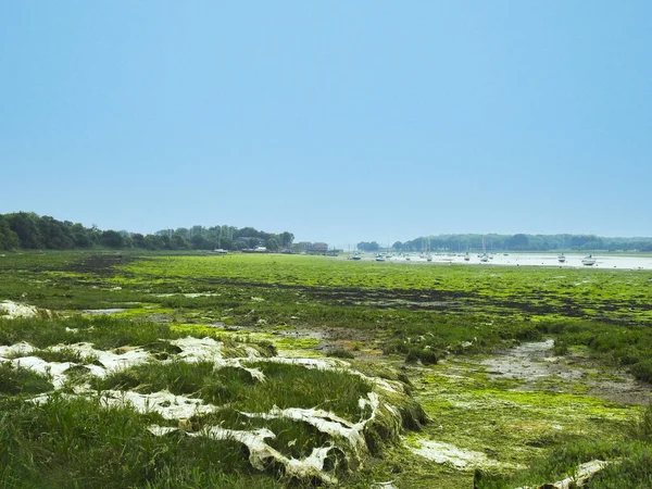 Green Seaweed Open Wet Ground Tides Few Sailboats — Stock Photo, Image